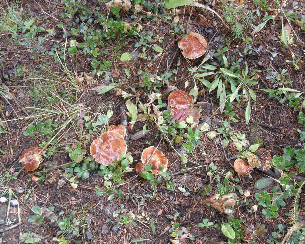 Habitat View<br>(Location of Picture: Conconully, Wa., USA, 2010)