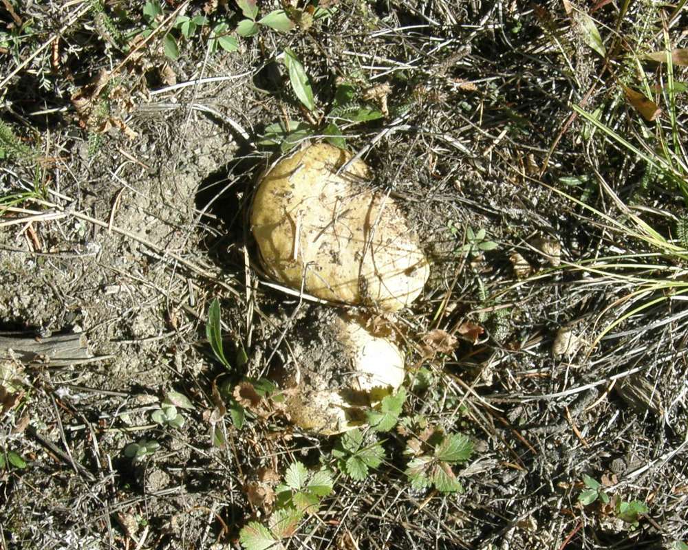 Habitat View<br>(Location of Picture: Conconully, Washington, USA, 2010)