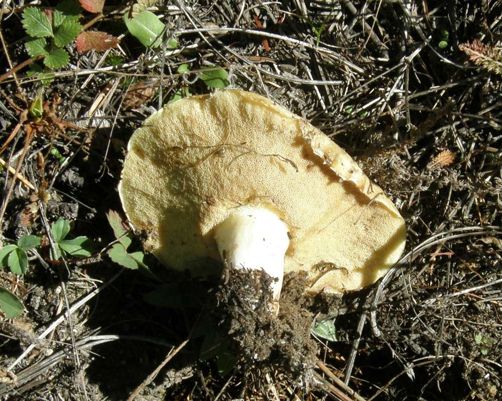 Underside<br>(Location of Picture: Conconully, Washington, USA, 2010)