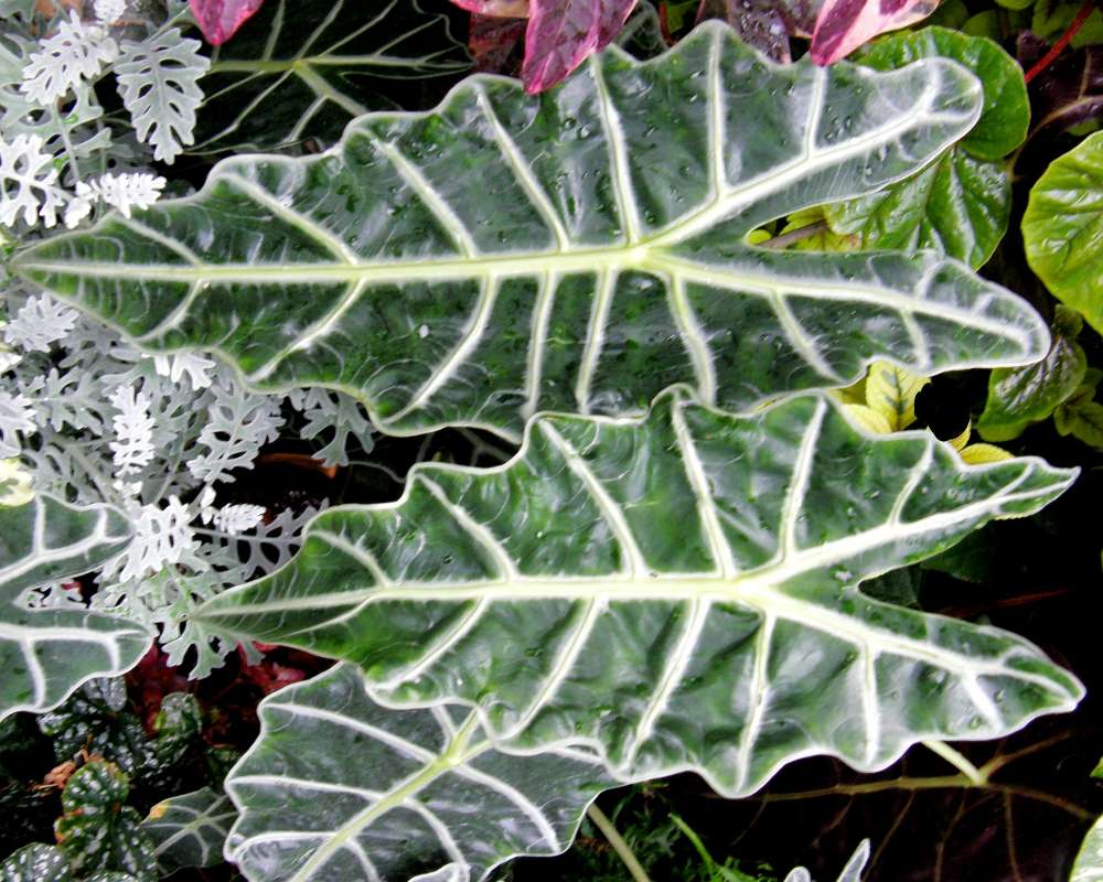 Leaves<br>(Location of Picture: Manito Gardens, Wa., USA, 2011)