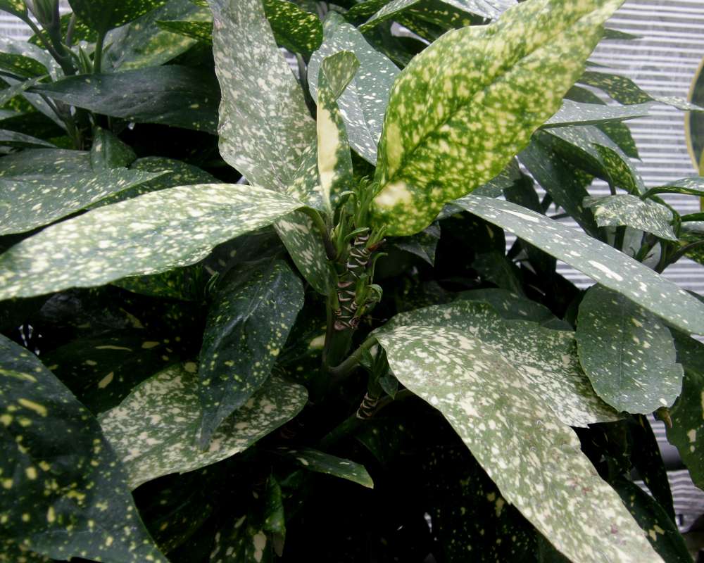 Leaves - Gold Dust Tree<br>(Location of Picture: Manito Garden, Wa., USA, 2011)