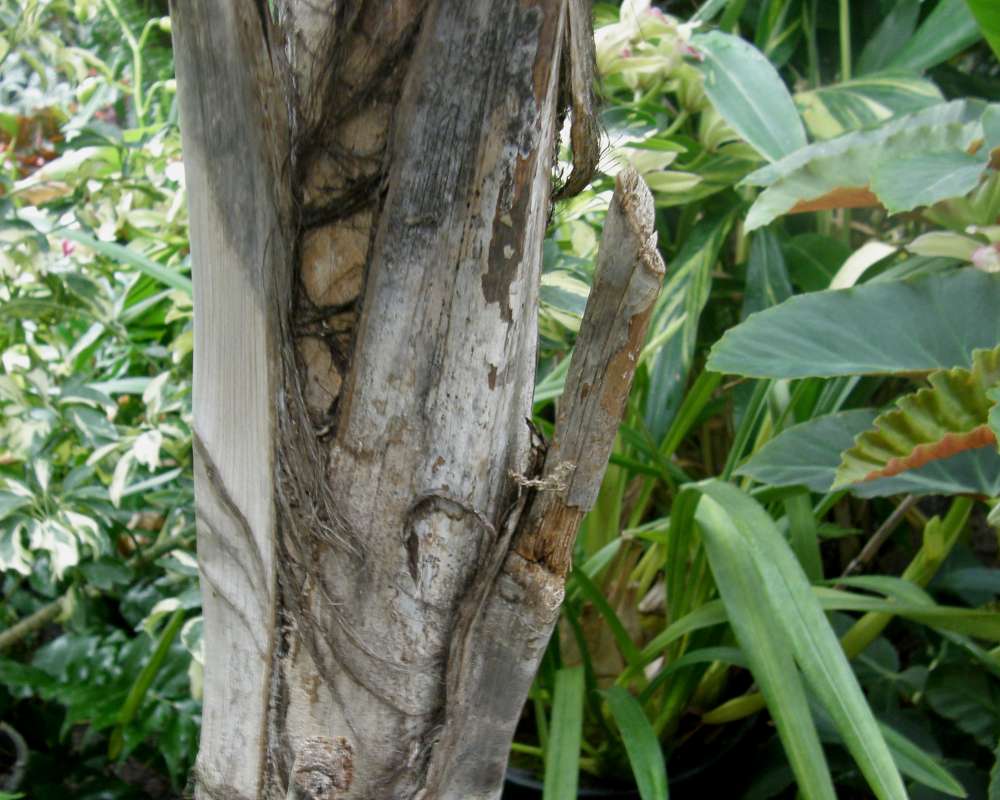 Bark<br>(Location of Picture: Manito Garden, Wa., USA, 2011)