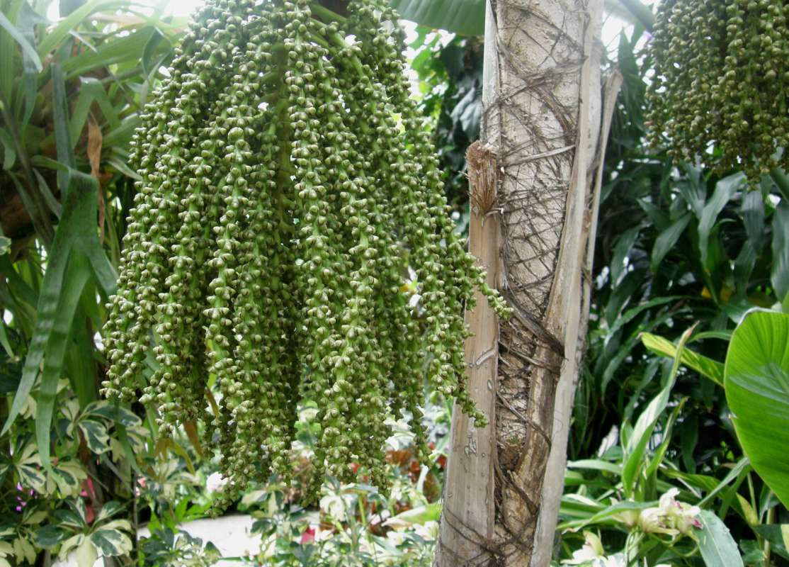 Reproduction<br>(Location of Picture: Manito Garden, Wa., USA, 2011)