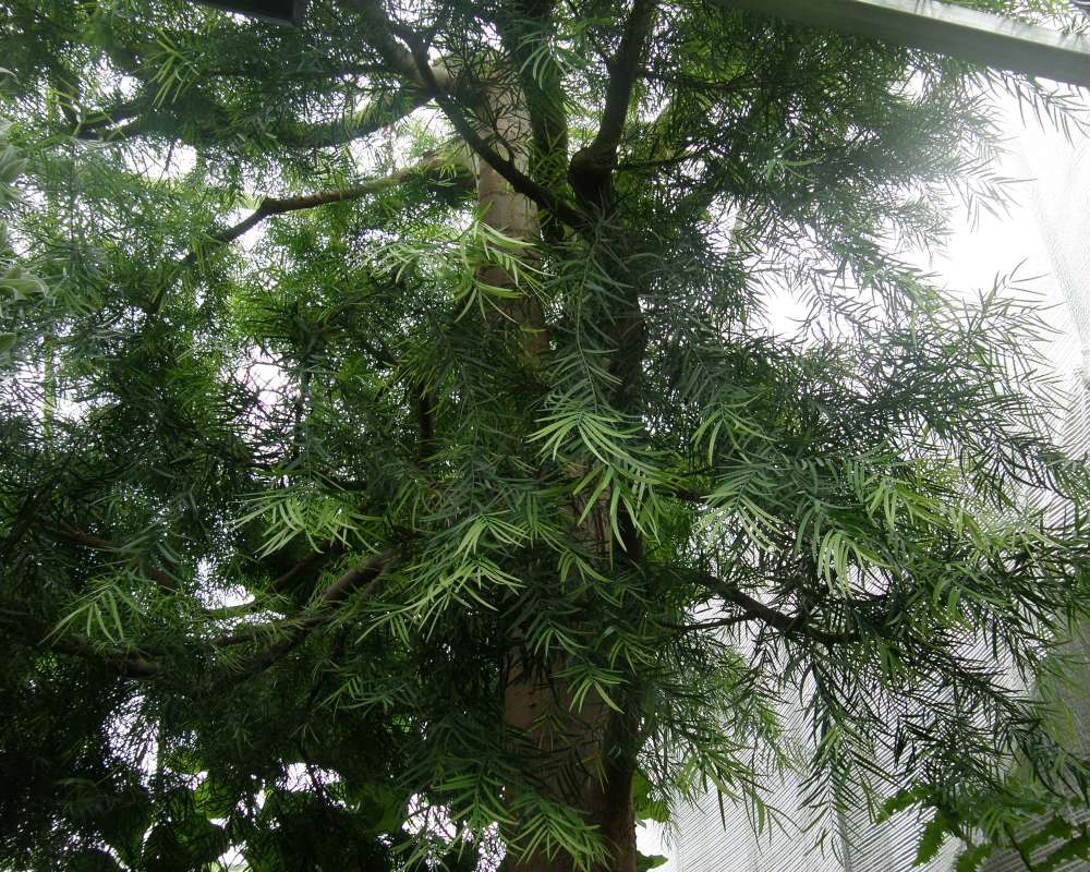 Leaves<br>(Location of Picture: Manito Garden, Wa., USA, 2011)