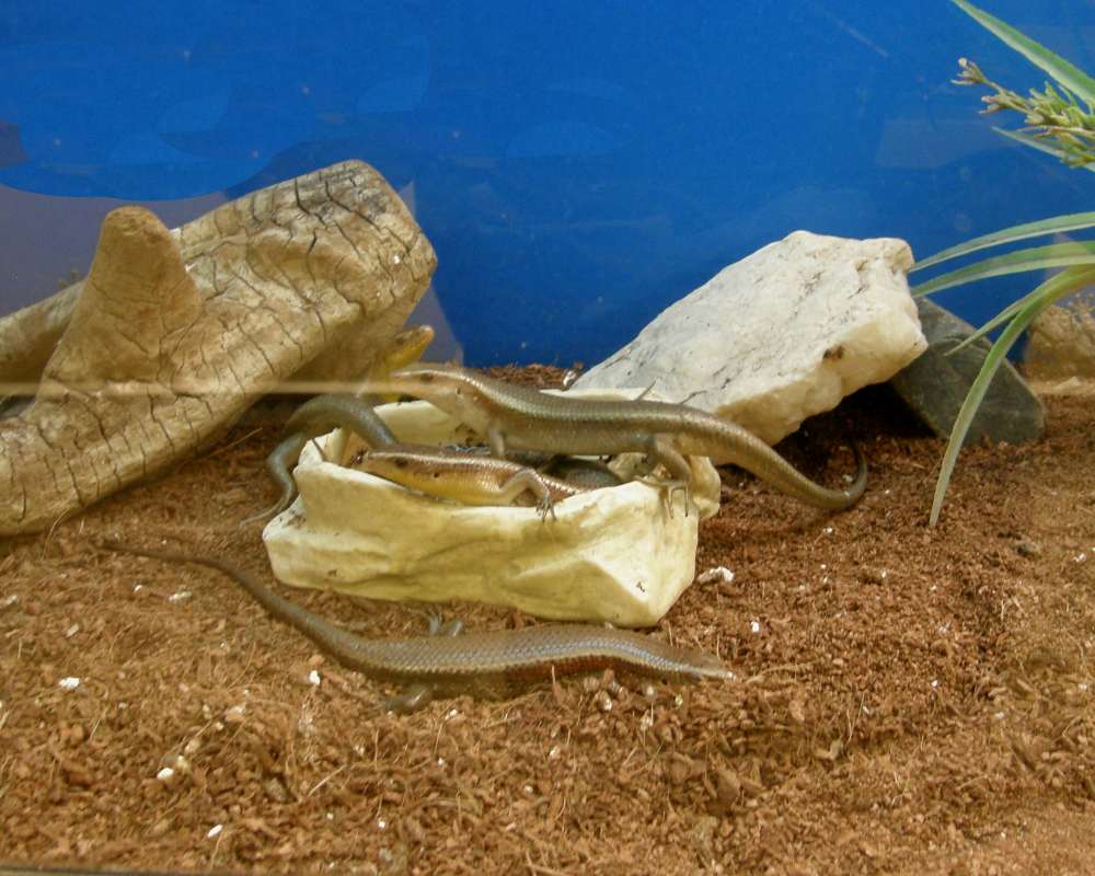 Pet Store Image<br>(Location of Picture: NW Seed and Pet, Wa., 2011)