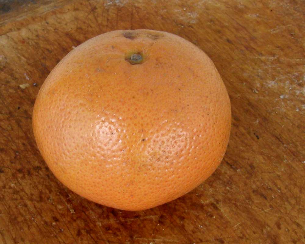 Fruit