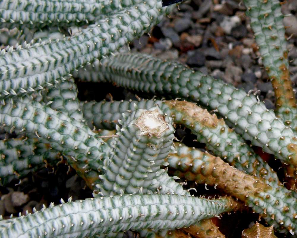 Branch - Close View<br>(Location of Picture: Manito Garden, Wa., USA, 2011)