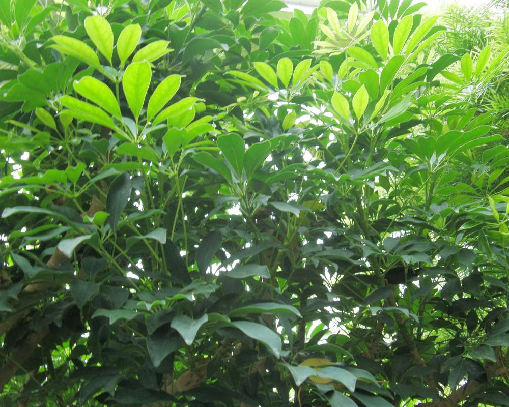 Leaves<br>(Location of Picture: Manito, Washington, USA, 2011)