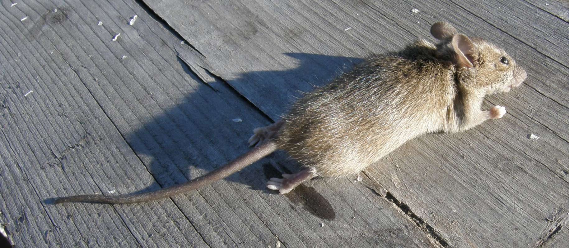 Silhouette - Side View<br>(Location of Picture: Okanogan, Wa., USA, 2011)