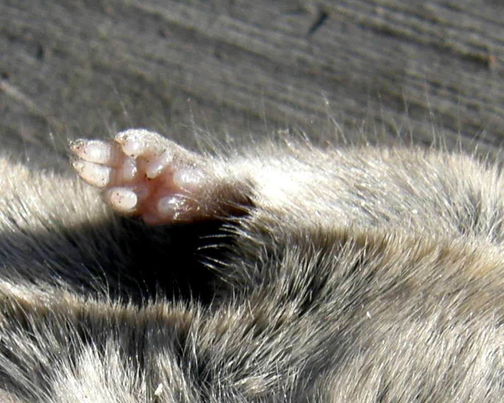 Front Foot<br>(Location of Picture: Okanogan, Wa., USA, 2011)