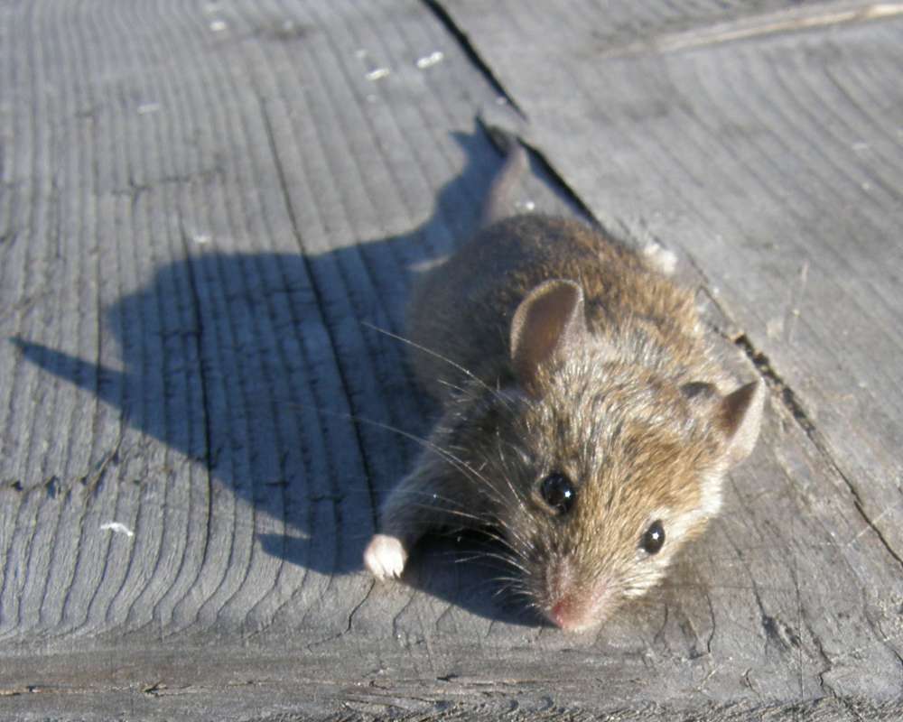 Front View<br>(Location of Picture: Okanogan, Wa., USA, 2011)