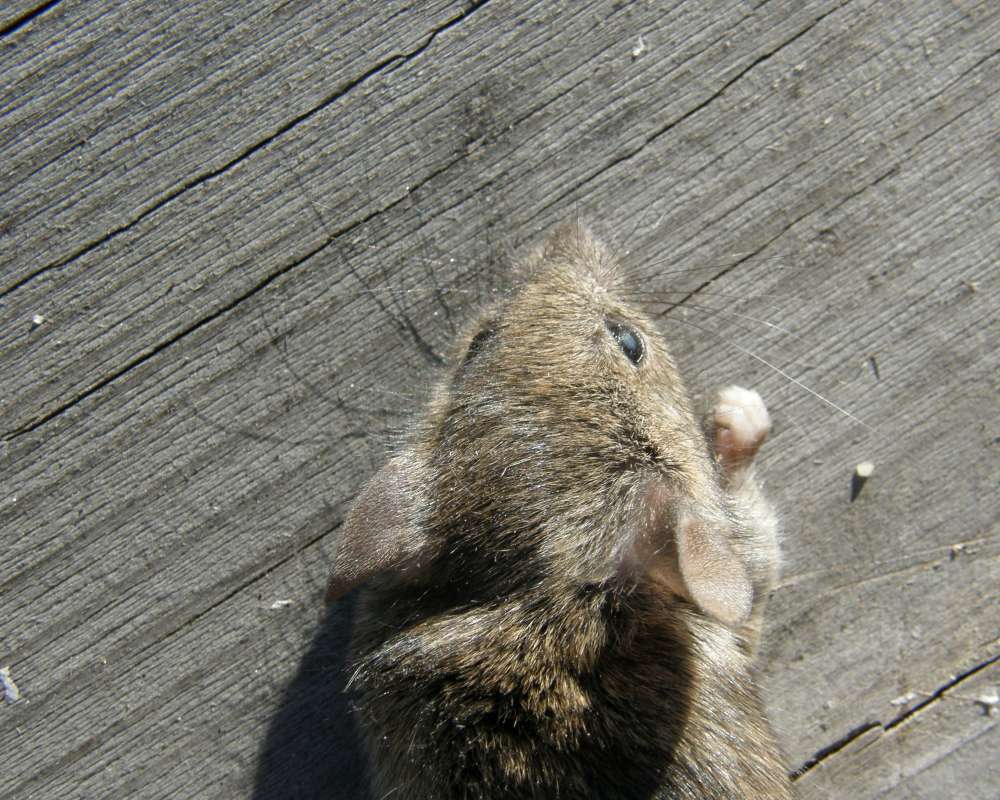 Dorsal View<br>(Location of Picture: Okanogan, Wa., USA, 2011)