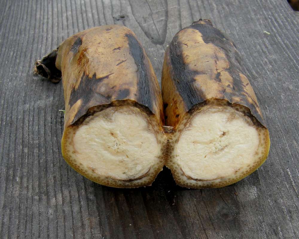 Fruit - Cutaway View<br>(Location of Picture: Grocery Trade)