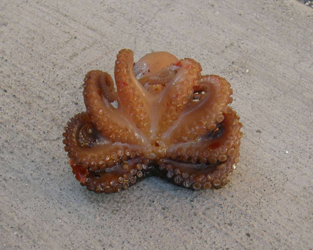 Underside<br>(Origin of the Specimen: Chinese Grocery Trade)