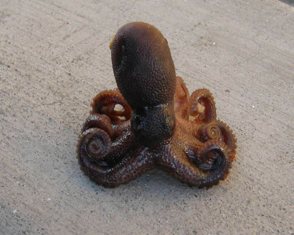 Close View<br>(Origin of the Specimen: Chinese Grocery Trade)