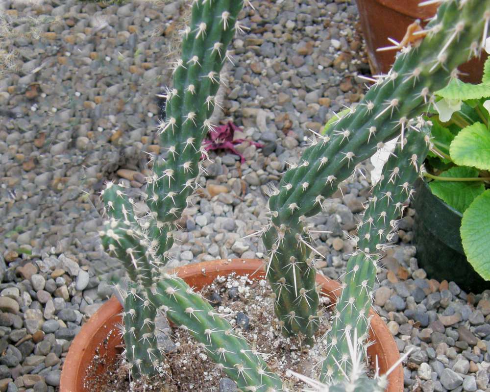 Young Plant in Pot<br>(Location of Picture: Manito Garden, Wa., USA, 2010-2011)
