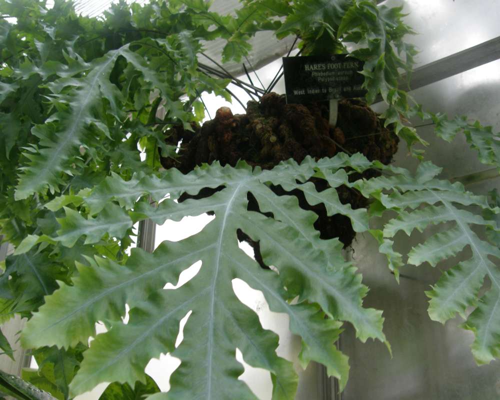 Leaf<br>(Location of Picture: Manito Garden, Wa., USA, 2011-2011)
