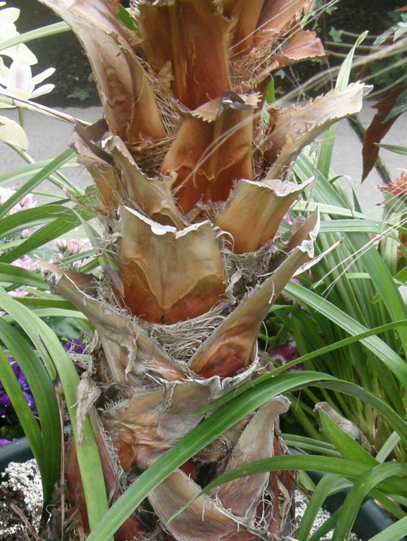 Trunk<br>(Location of Picture: Manito Garden, Wa., USA, 2011)