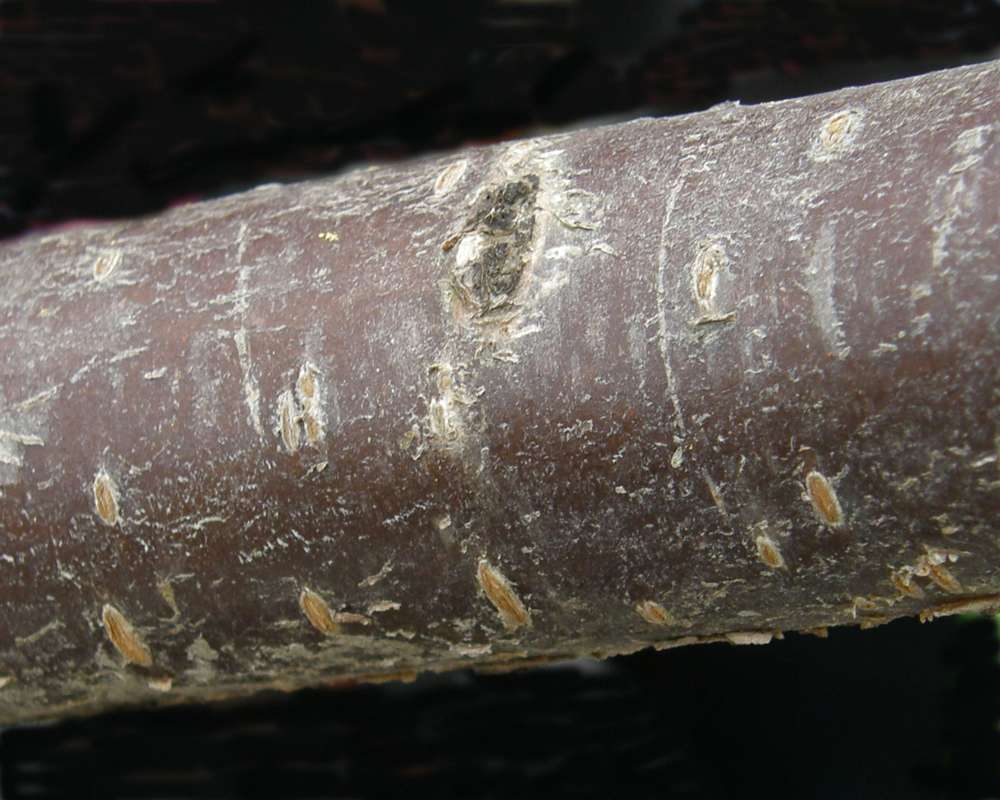 Branch<br>(Location of Picture: Commerically Grown, Washington, '01)