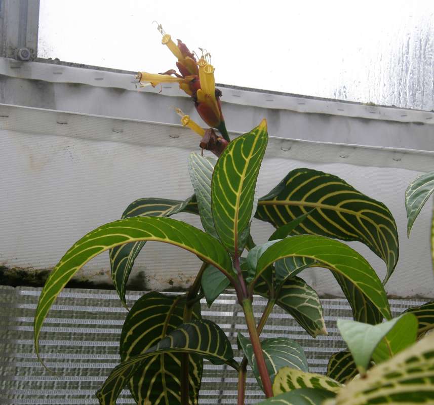 Top of Plant in Bloom<br>(Location of Picture: Manito Garden, Wa., USA, 2011)