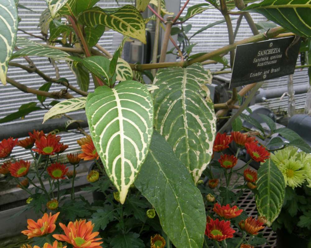 Leaves<br>(Location of Picture: Manito Garden, Wa., USA, 2011)