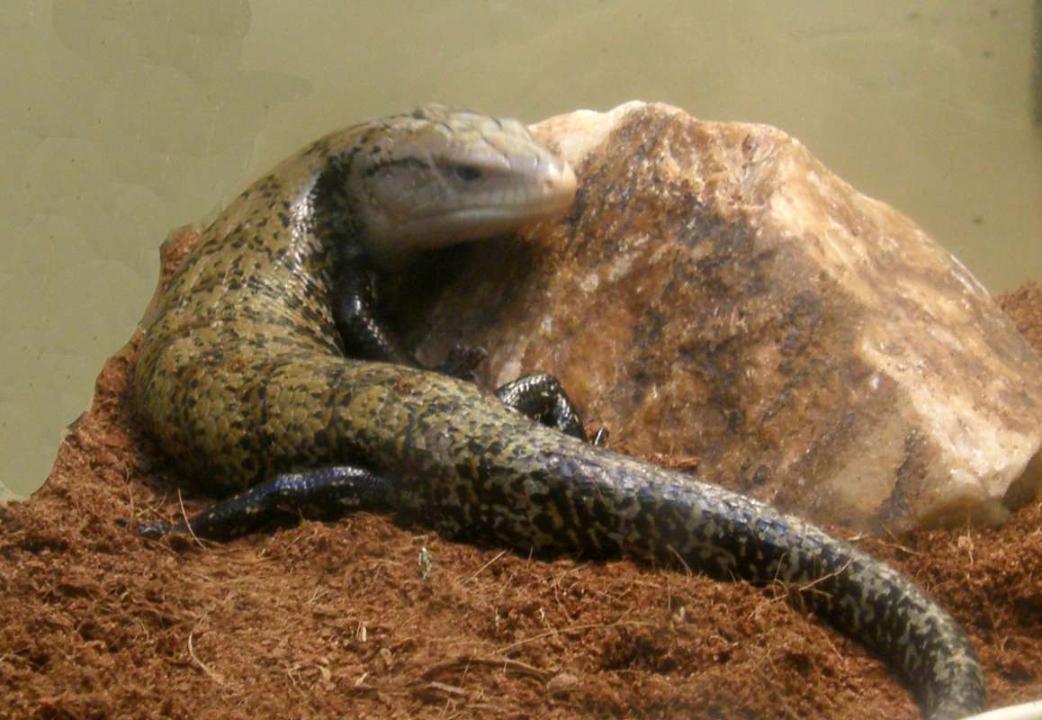 Pet Store View<br>(Location of Picture: NW Seed and Pet, Wa., USA, 2011)