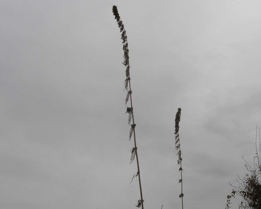 Silhouette - Winter View, unknown ssp<br>(Location of Picture: Okanogan, Wa., USA, 2011)