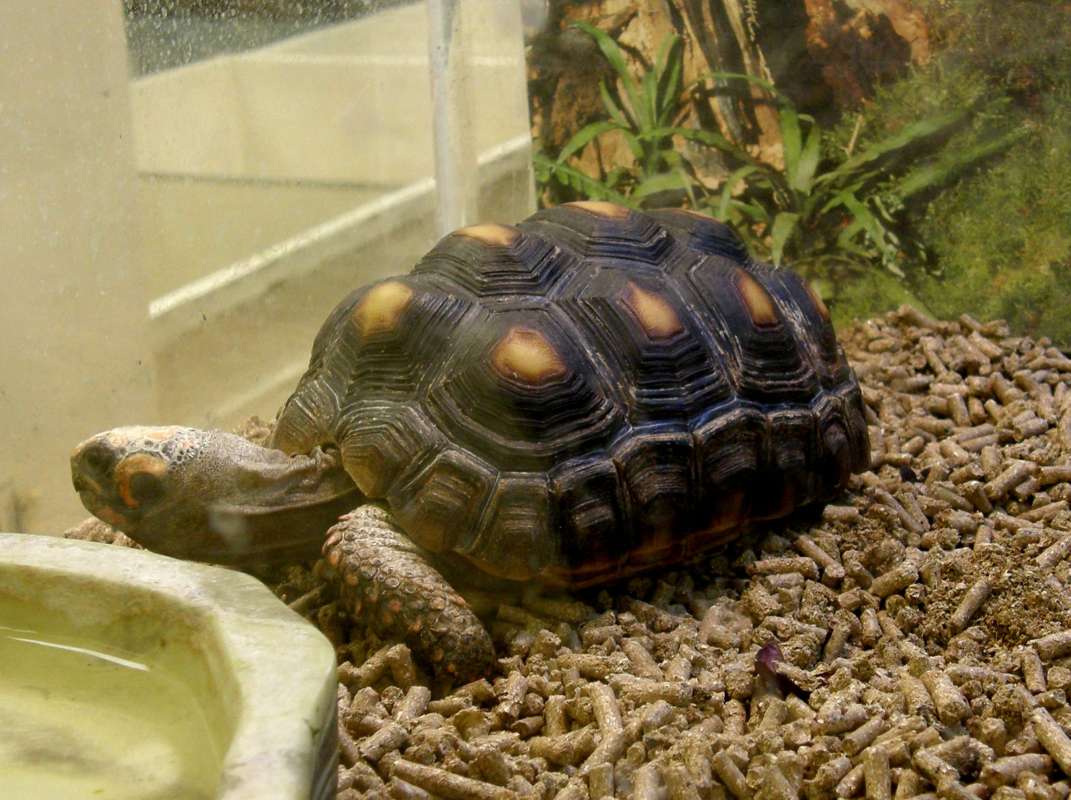 Venezuela Form<br>(Location of Picture: NW Seed and Pet, Wa., USA, 2011)