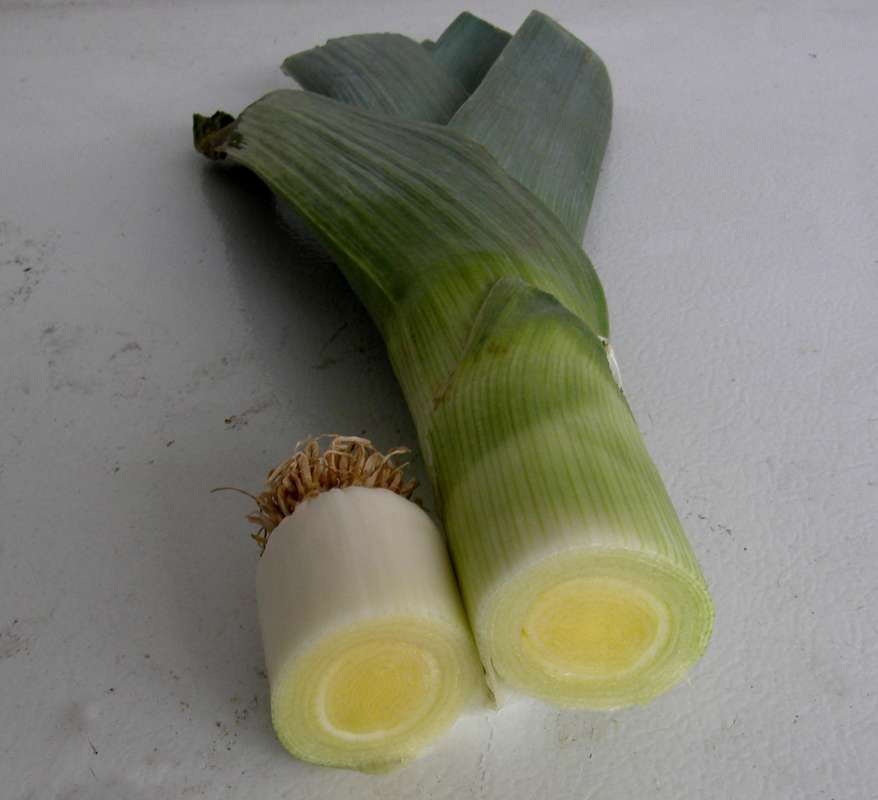 Cutaway<br>(Origin of the Specimen: Grocery Trade, 2011)