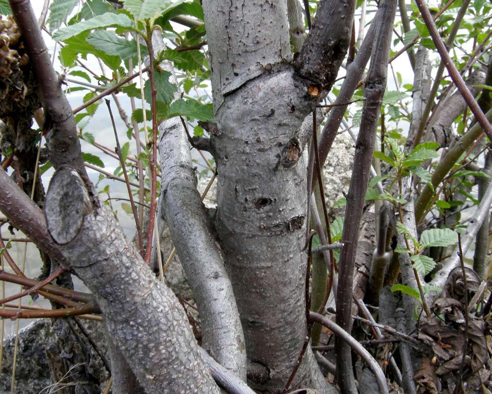 Trunk<br>(Location of Picture: Columbia River, Wa., USA, 2011)