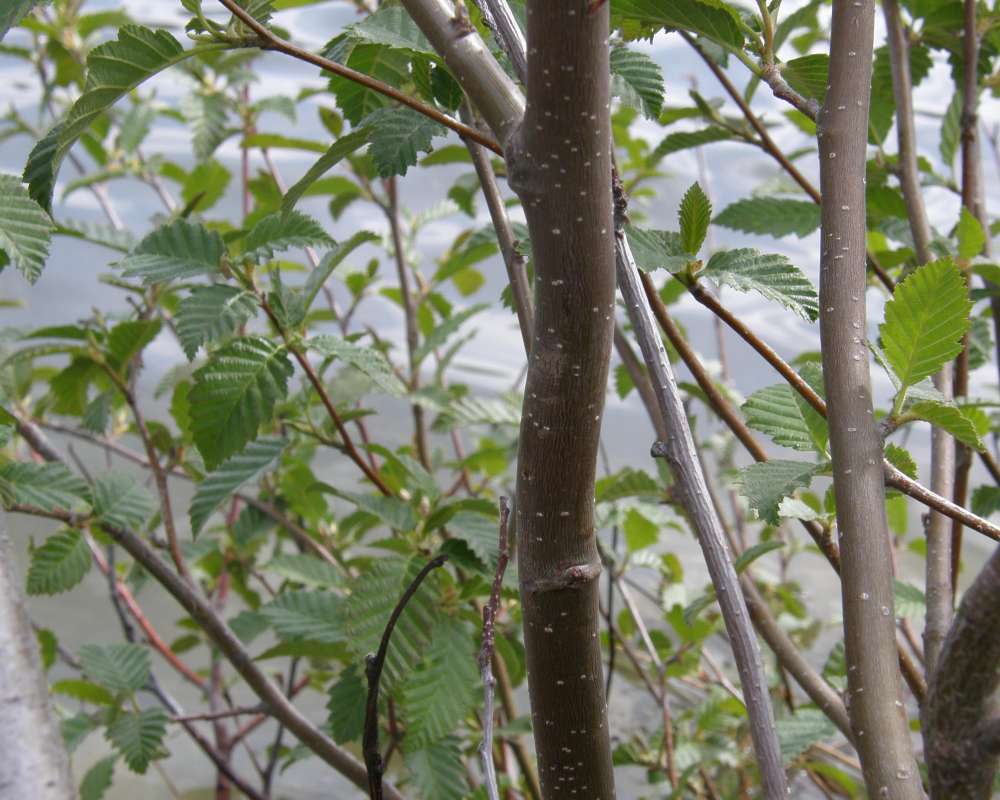 Branch<br>(Location of Picture: Columbia River, Wa., USA, 2011)