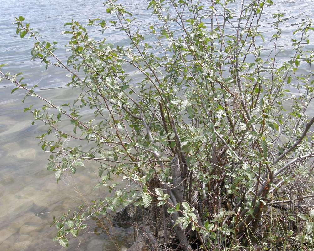 Habitat<br>(Location of Picture: Columbia River, Wa., USA, 2011)