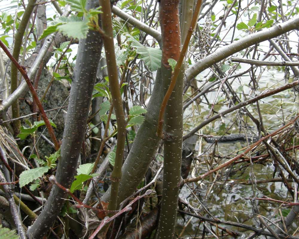 Branches<br>(Location of Picture: Columbia River, Wa., USA, 2011)