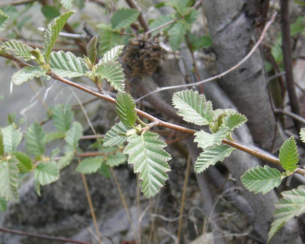 Twig<br>(Location of Picture: Columbia River, Wa., USA, 2011)