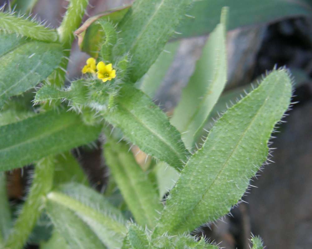 Leaf<br>(Location of Picture: Okanogan, Wa., USA, 2011)