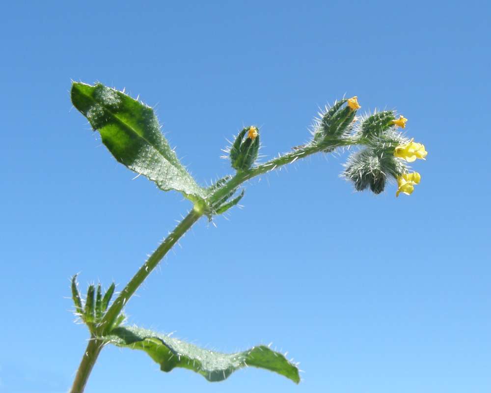Top of Plant in Bloom<br>(Location of Picture: Okanogan, Wa., USA, 2011)