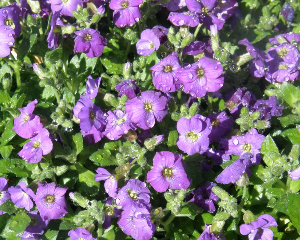 Flowers<br>(Origin of the Specimen: Commerical, Washington, 2011)