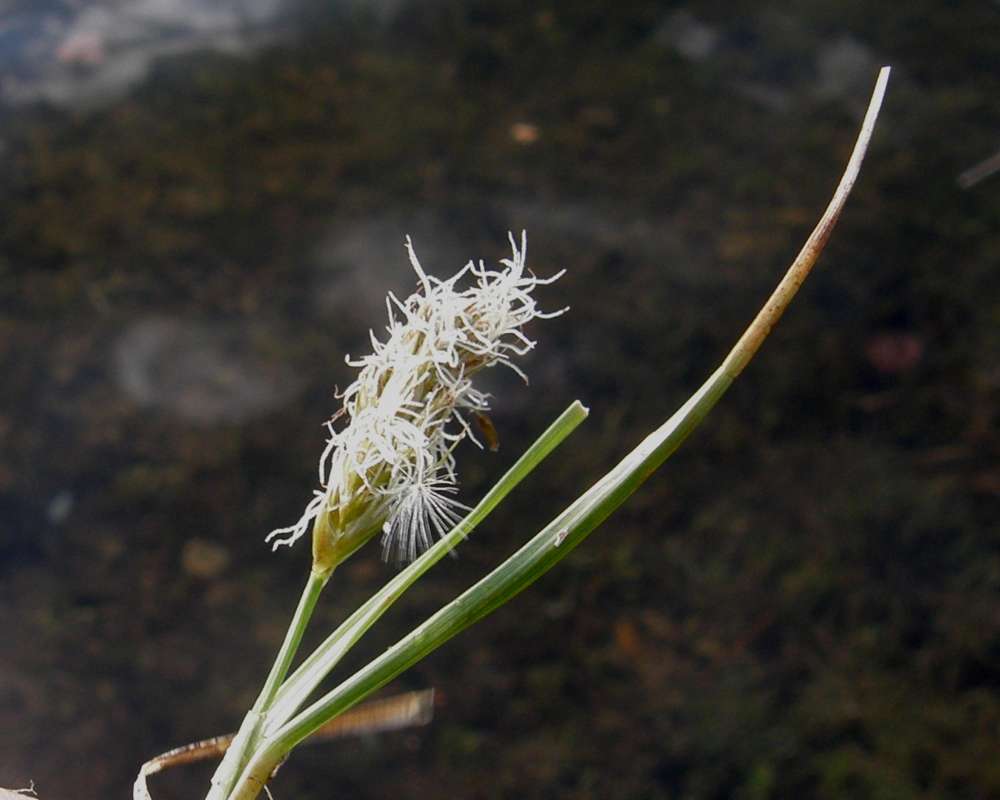 Flower Head - Close View<br>(Location of Picture: Leader Lake, Wa., USA, 2011)