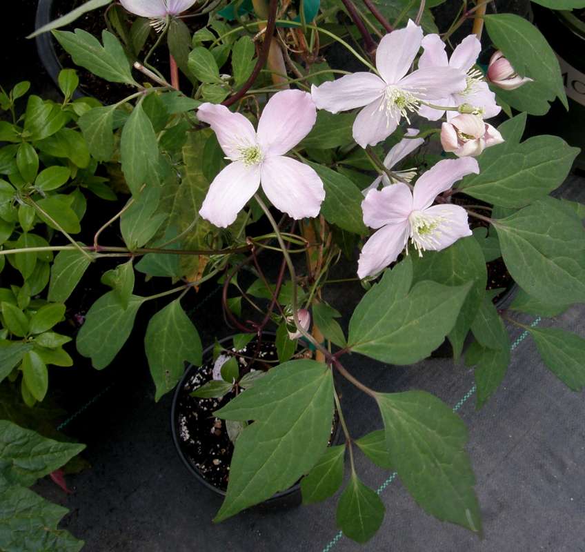 Top of Plant in Bloom<br>(Location of Picture: Shady Creek, Wa., USA, 2011)