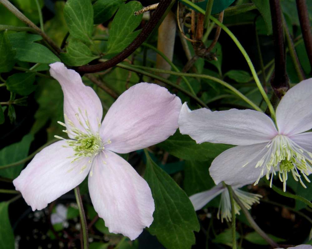 Flower - Side View<br>(Location of Picture: Shady Creek, Wa., USA, 2011)