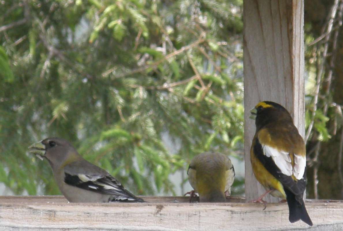 Pair at Feeder<br>(Location of Picture: Okanogan, Washington, USA, 2011)