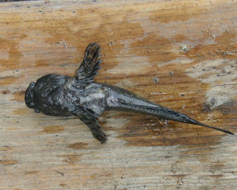 Recent Catch - Ventral View<br>(Location of Picture: Columbia River, Washington, USA, 11)