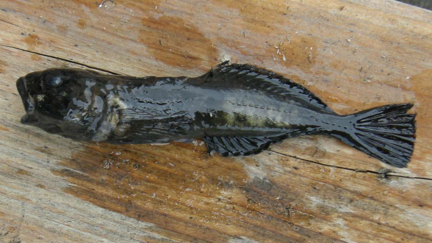 Recetn Catcvh - Side View<br>(Location of Picture: Columbia River, Washington, USA, 11)