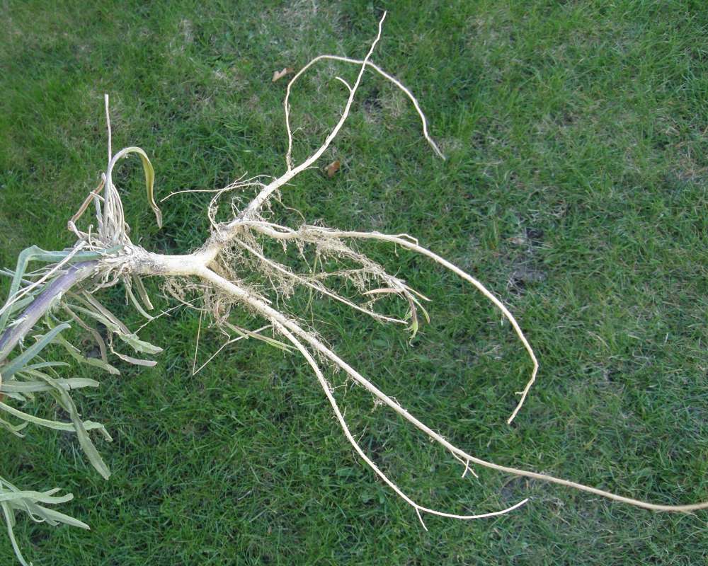 Roots