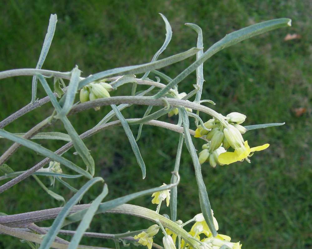 Top of Plant in Bloom
