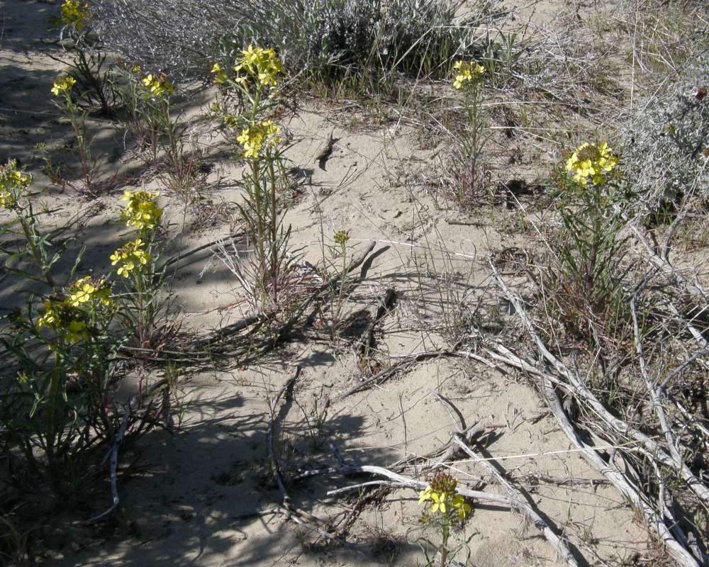 Habitat View