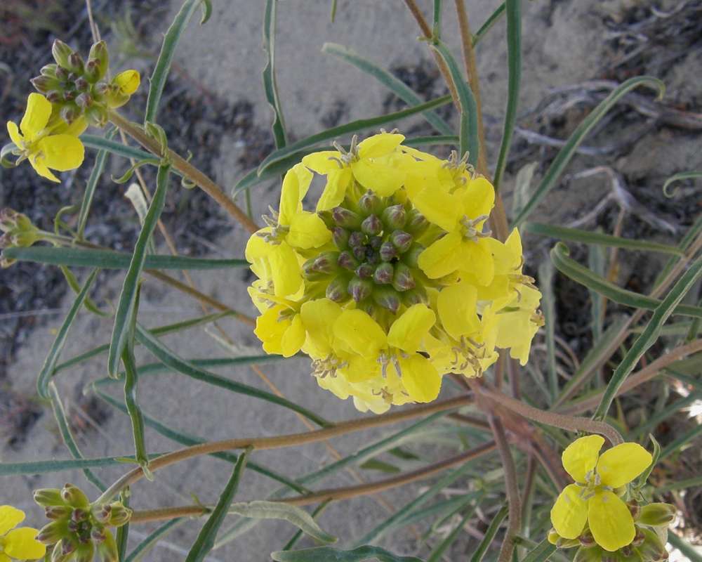 Flower Head - Top View