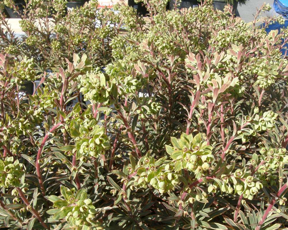 Garden View<br>(Origin of the Specimen: Commerical, Washington, USA, 2011)