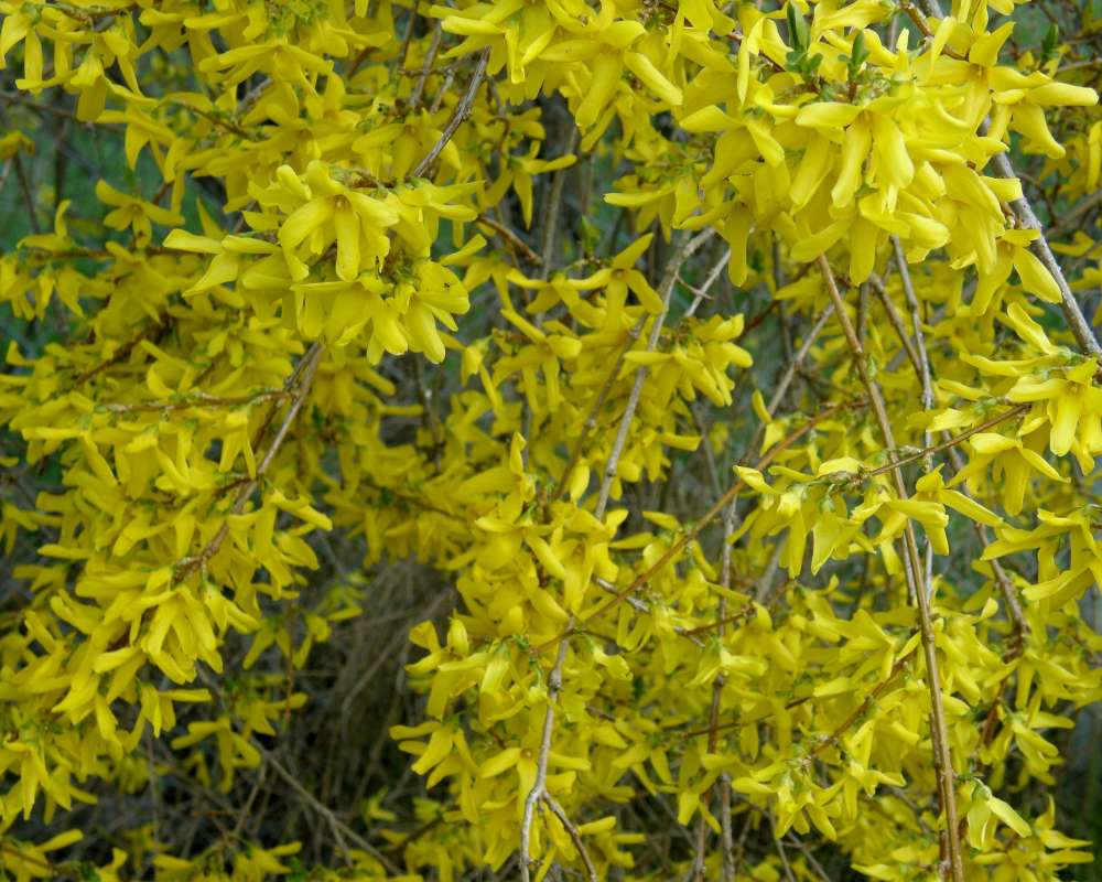 Top of Plant in Bloom<br>(Location of Picture: Garden, Okanogan, Wa., USA, 2011)