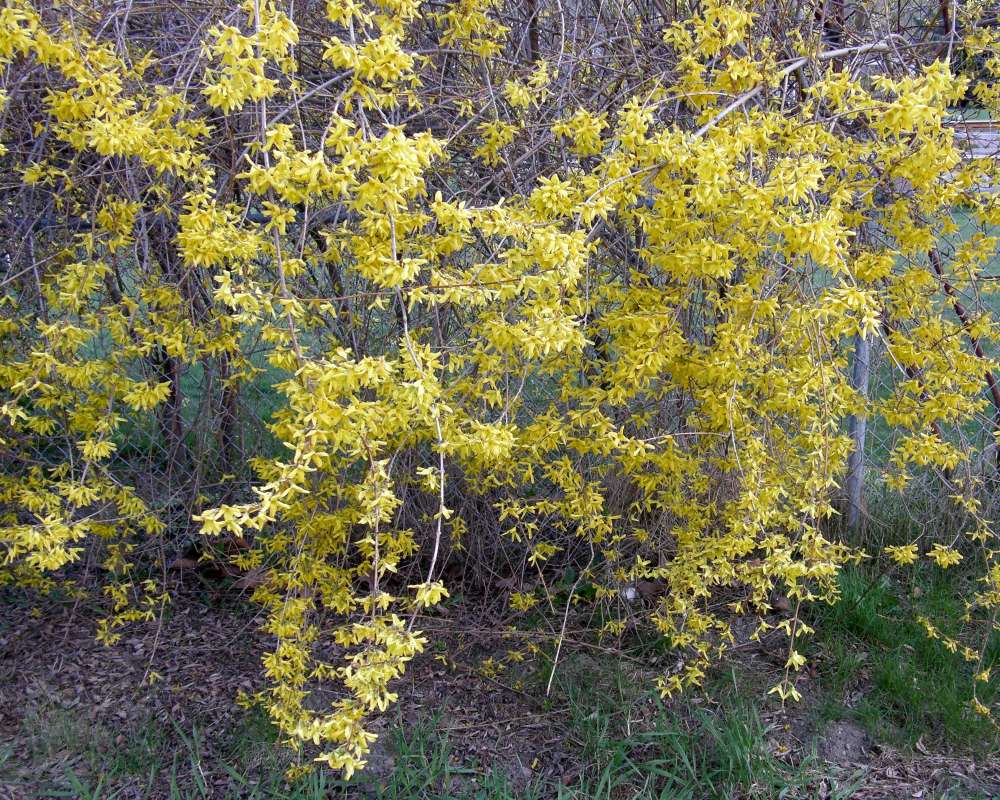 Garden View<br>(Location of Picture: Garden, Okanogan, Wa., USA, 2011)
